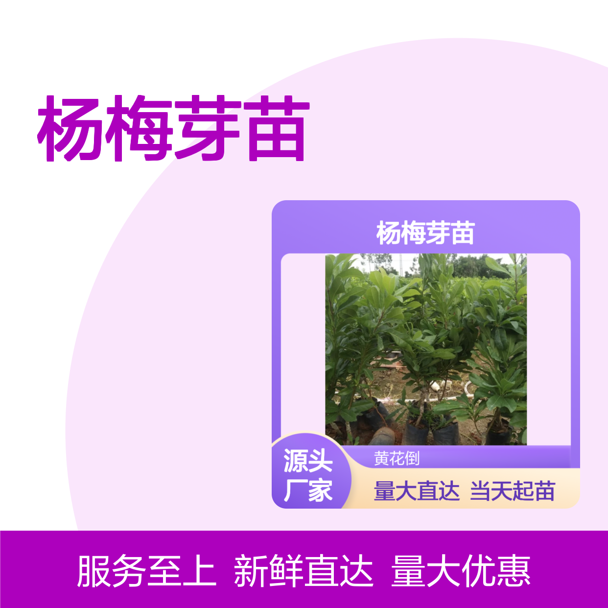 当天起苗当天发白杨梅芽苗 购买数量达到要求 全国专线车直达送货