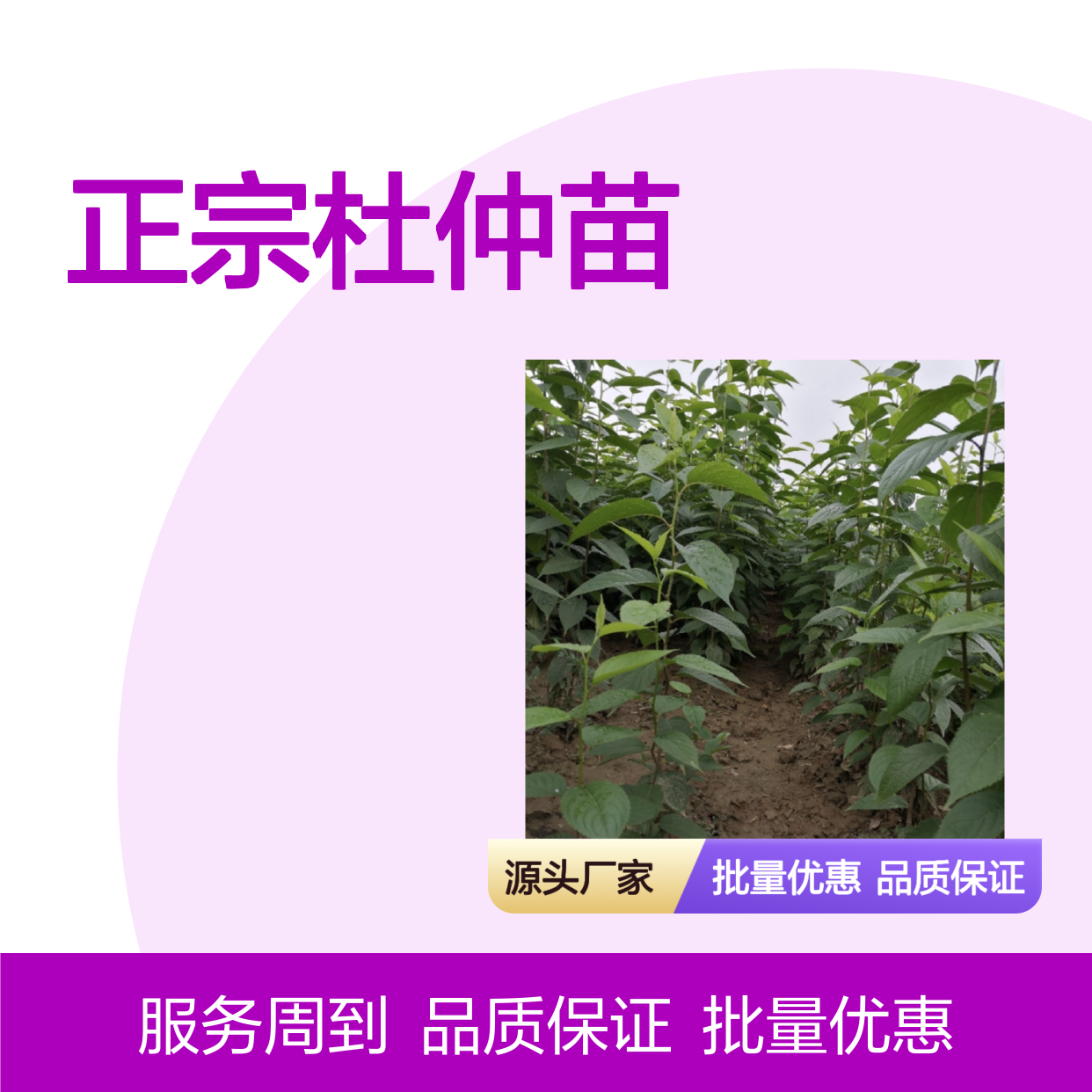 正宗杜仲苗 种植园批发 成活率高生长快 适应性强