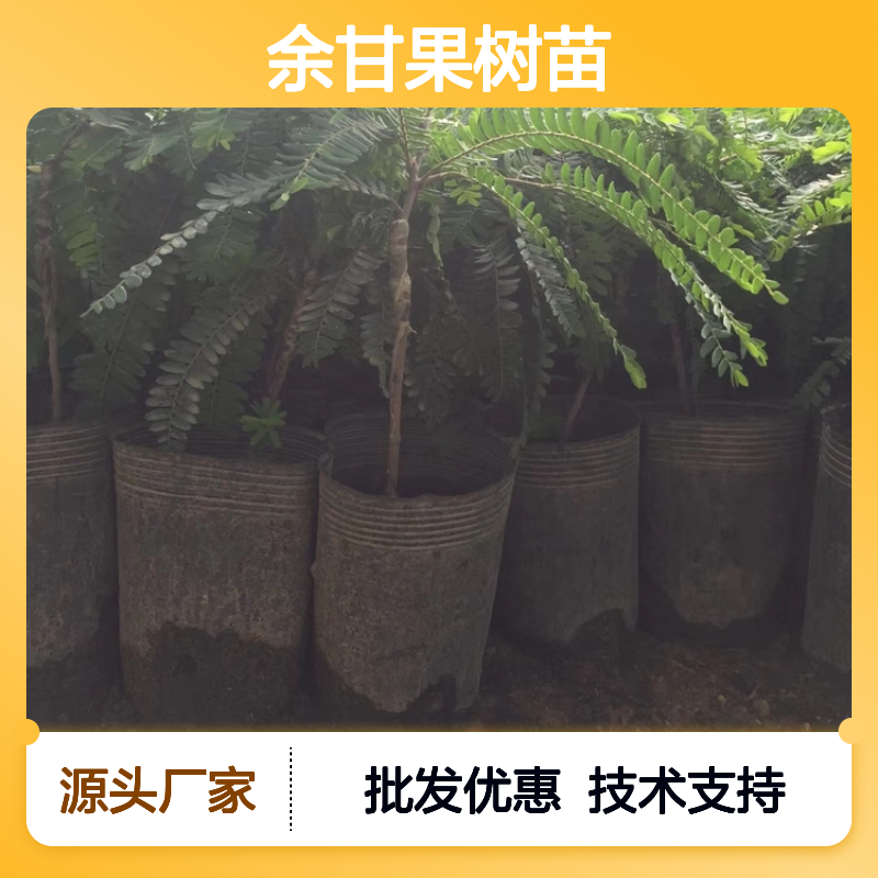 优质余甘果树苗 余甘种植园直供批发 抗逆性强