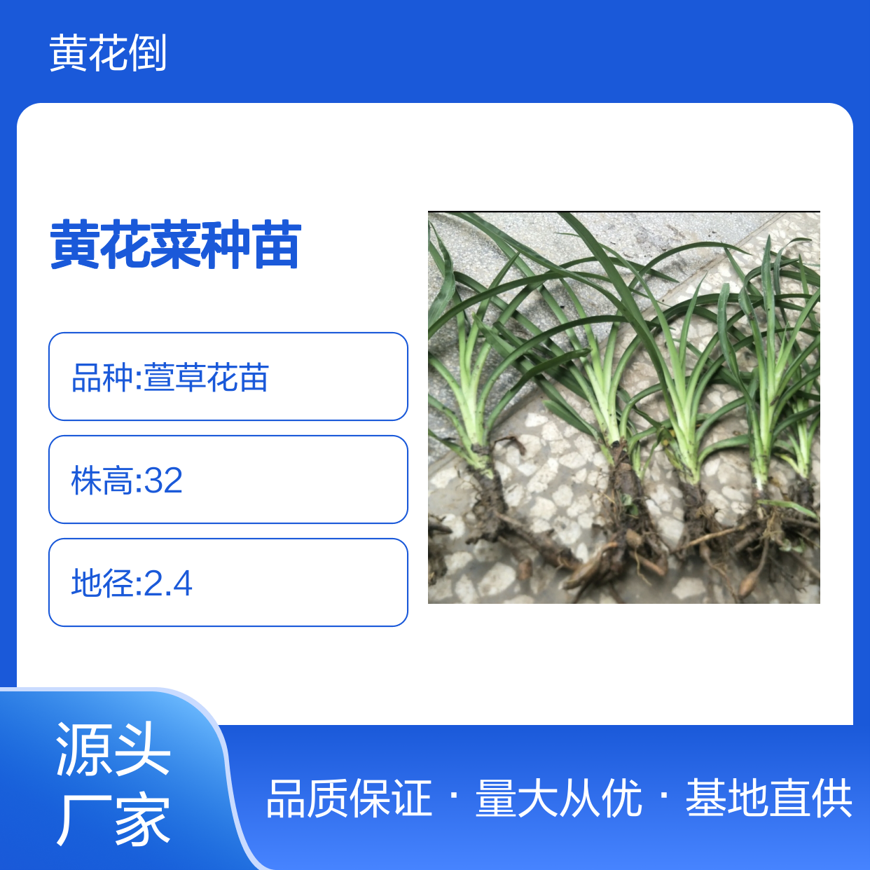 黄花菜种苗 基地直供 批发优选 生长迅速 观赏性强