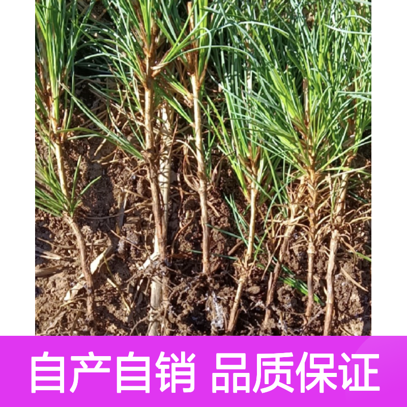 自产自销韩松树苗 购买数量达到要求全国专线车直达送货