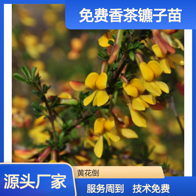 香茶镳子苗 供应管理种植技术 免费指导 售后完善