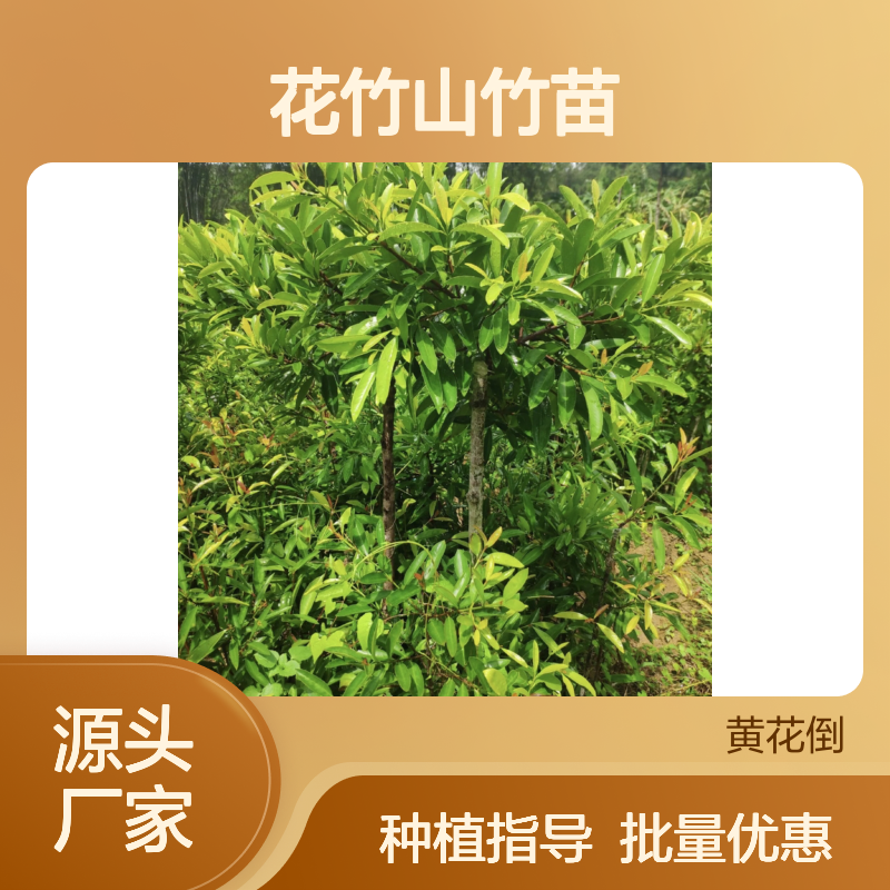 花竹山竹苗 基地直供 批量种植 技术指导 适应性强