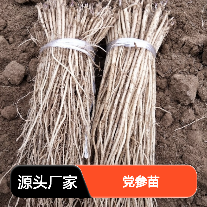 党参苗批发 种植园直售 耐寒易活 品质上乘 药食同源