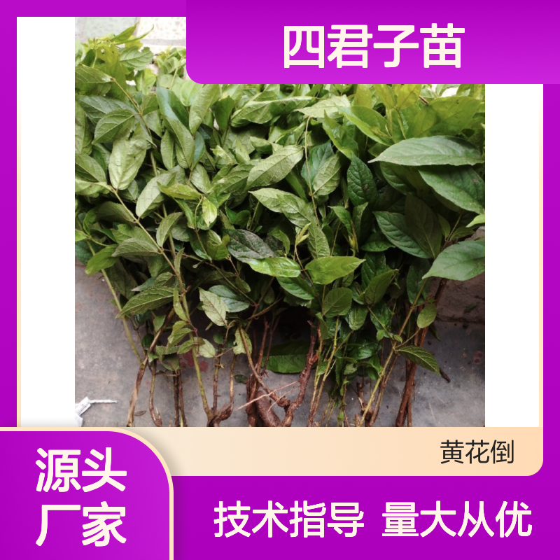 四君子苗 基地直供 修剪赏花 栽培简单 果色独特