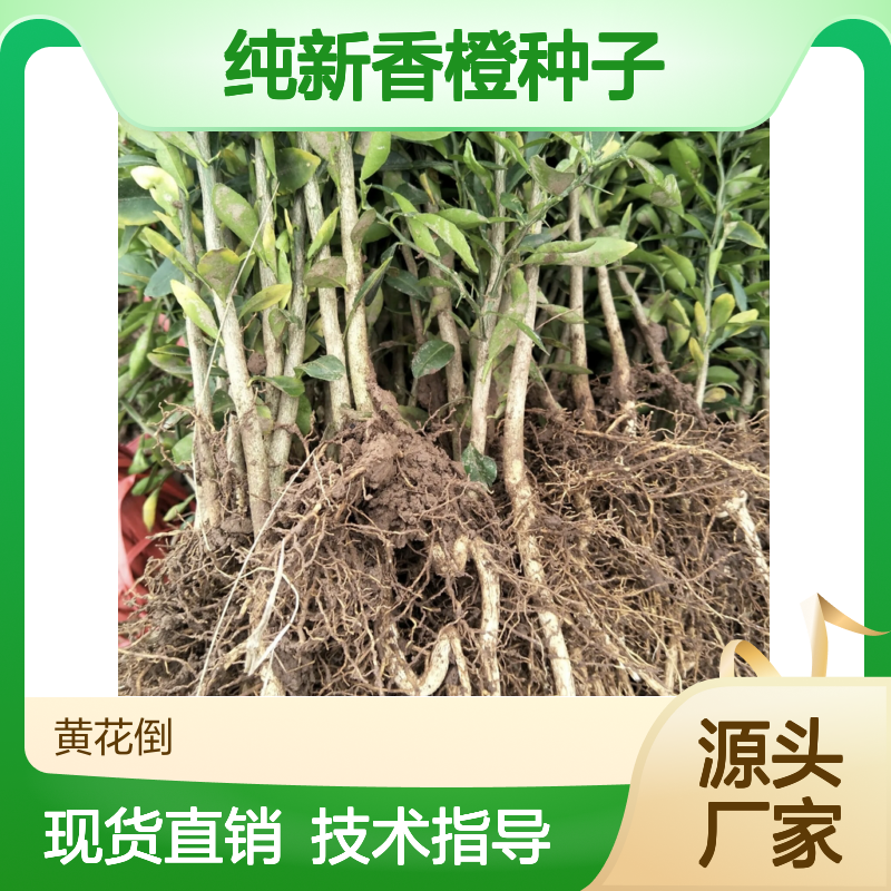 纯新香橙种子 抗病抗碱耐旱品种 科学保果 免费指导