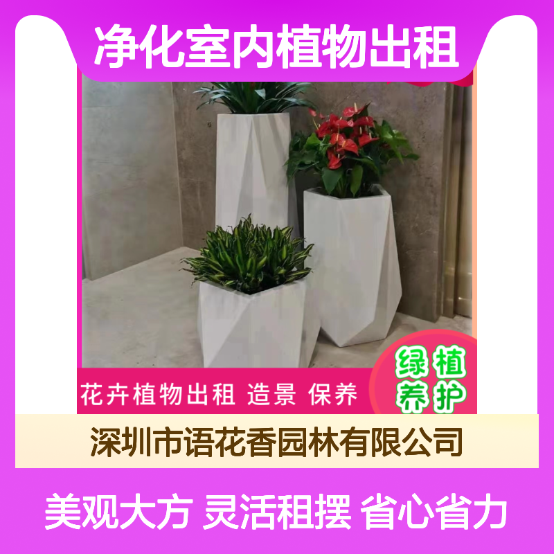 净化室内植物出租 含红掌龙须树 全程养护省心省力