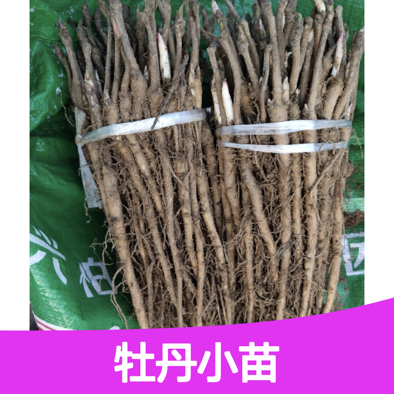 牡丹小苗种植区 优质牡丹小苗批发 园林植物 观赏价值高