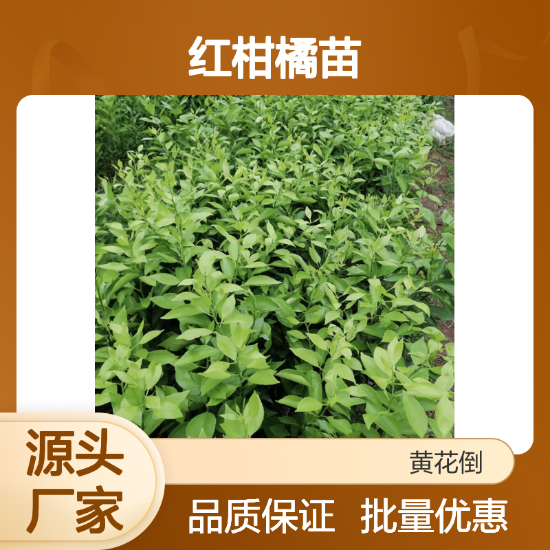 红柑橘苗 批发种植 主产区直供 品质优良 抗寒耐旱