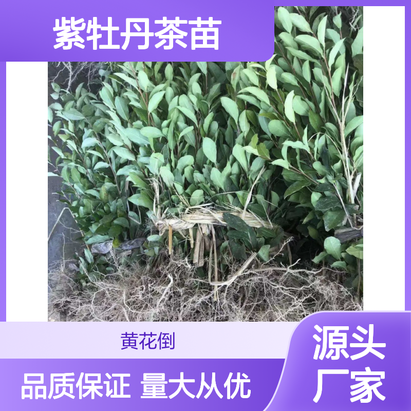 紫牡丹茶苗 基地直供 园林优选 绿化佳品 易于成活