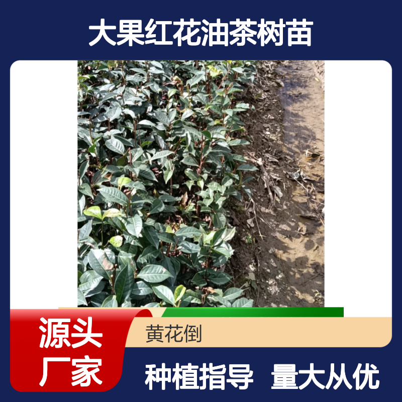 大果红花油茶树苗 嫁接苗快速开花 高产园林植物