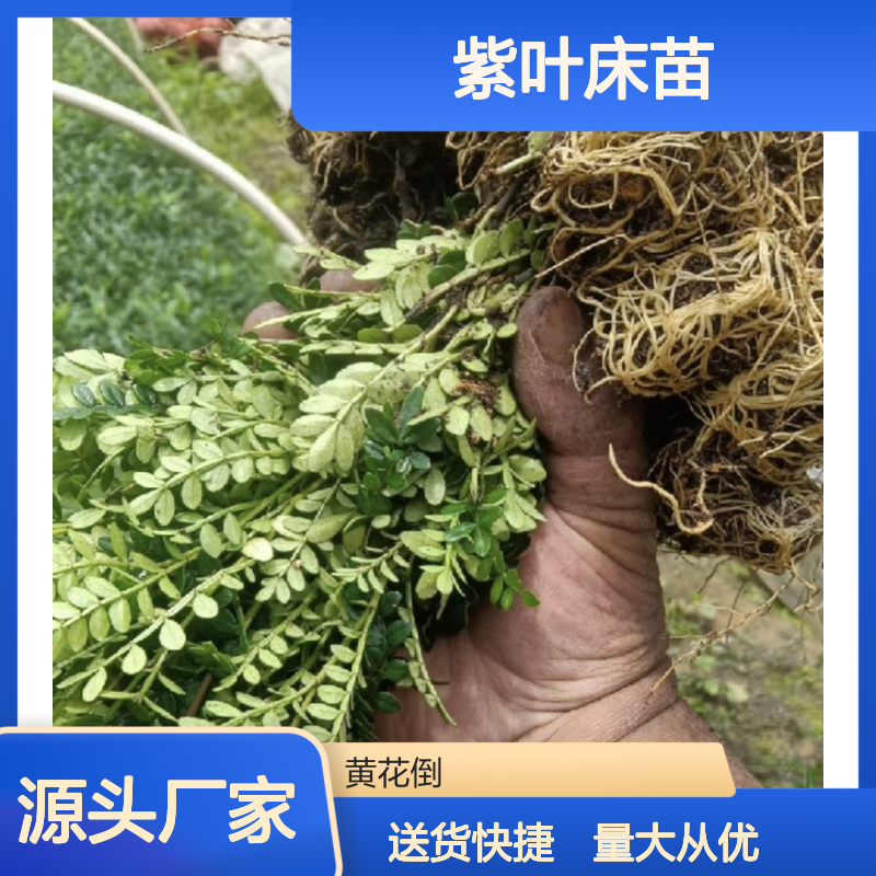 苗木合作社自营 紫叶床苗 专线直达 品质保证 送货上门
