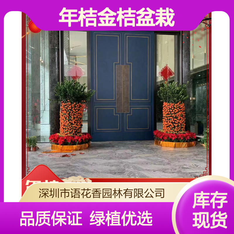年桔金桔盆栽 果实多小桔子树苗 发财树 适合乔迁新居客厅摆放