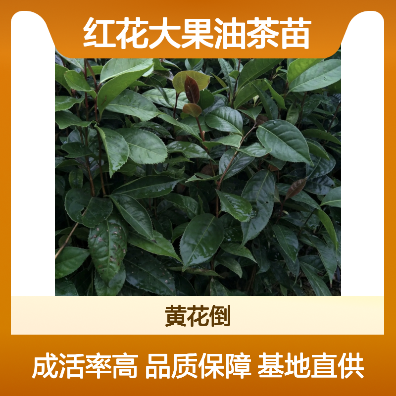 红花大果油茶苗 批发基地直供 高产稳产 抗寒耐热