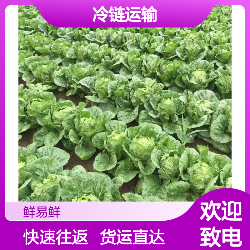 东莞冷藏车陆运运输 货运直达 快速往返直达 冷链运输物流