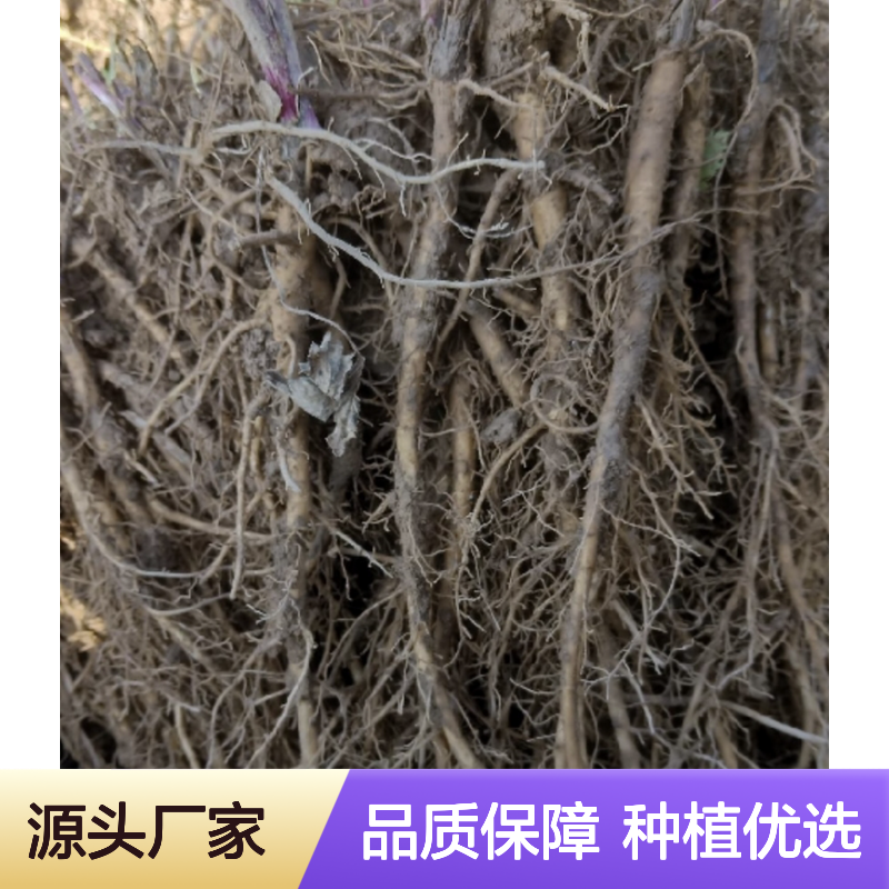 羌活树苗 基地直供 批量种植优选 药材佳品 栽培简单