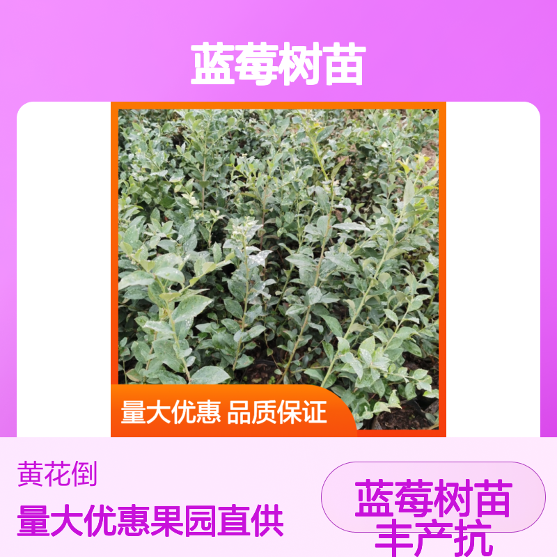 蓝莓树苗 批发供应 果园直供 丰产量高 抗旱性强