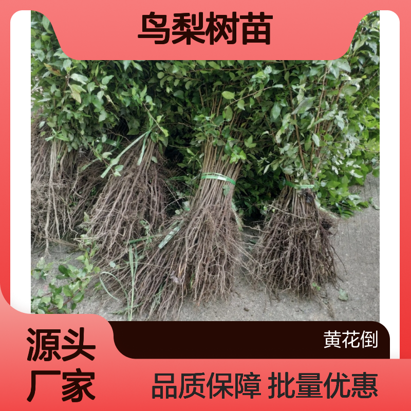 鸟梨树苗 园林栽植优选 砧木嫁接良品 耐寒耐旱