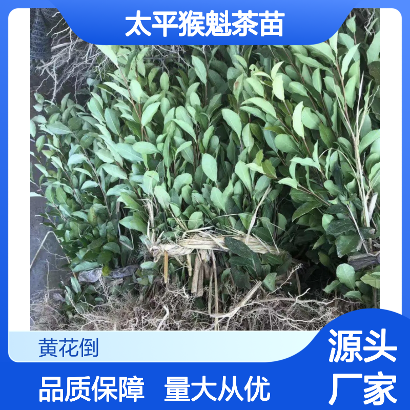 太平猴魁茶苗 基地直供 百亩种植区 品质优良 绿色健康
