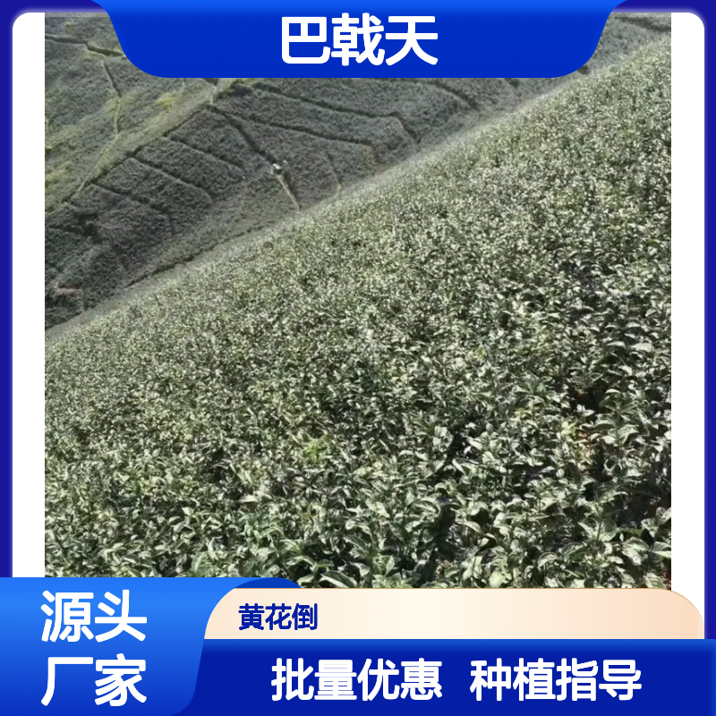巴戟天种苗 良种苗批发 园林植物 基地直供 成活率高