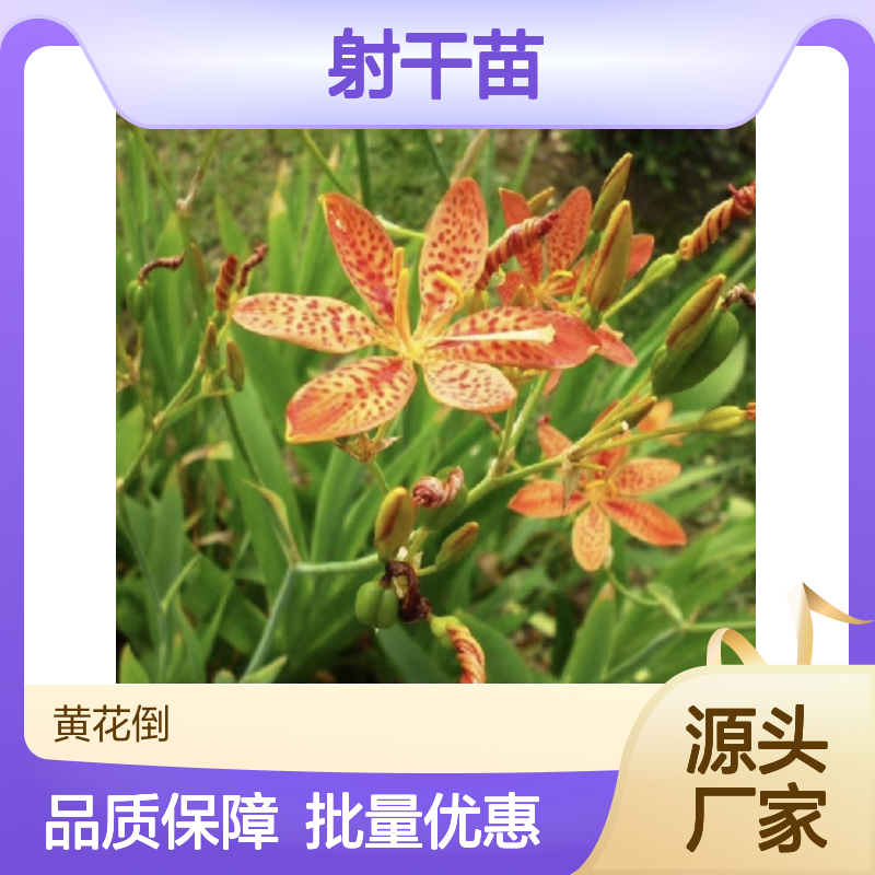射干苗基地直供 种植技术成熟 高成活率 增产显著