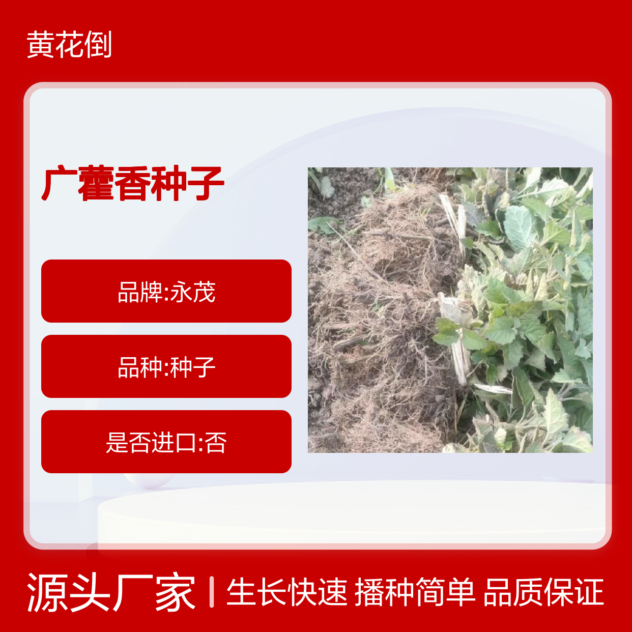 当年采收广藿香种子 叶片质量好 技术指导 生长快速