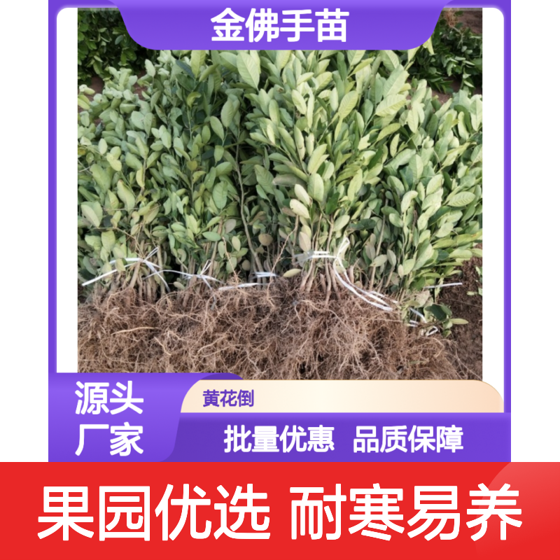 金佛手苗 批发供应 果园优选 耐寒耐旱 易于养护