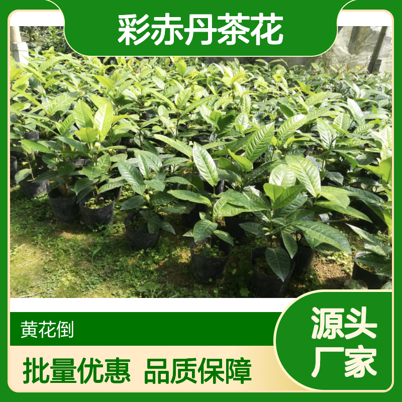 彩赤丹茶花珍稀品种 批发茶花苗 生长旺盛 造景优选