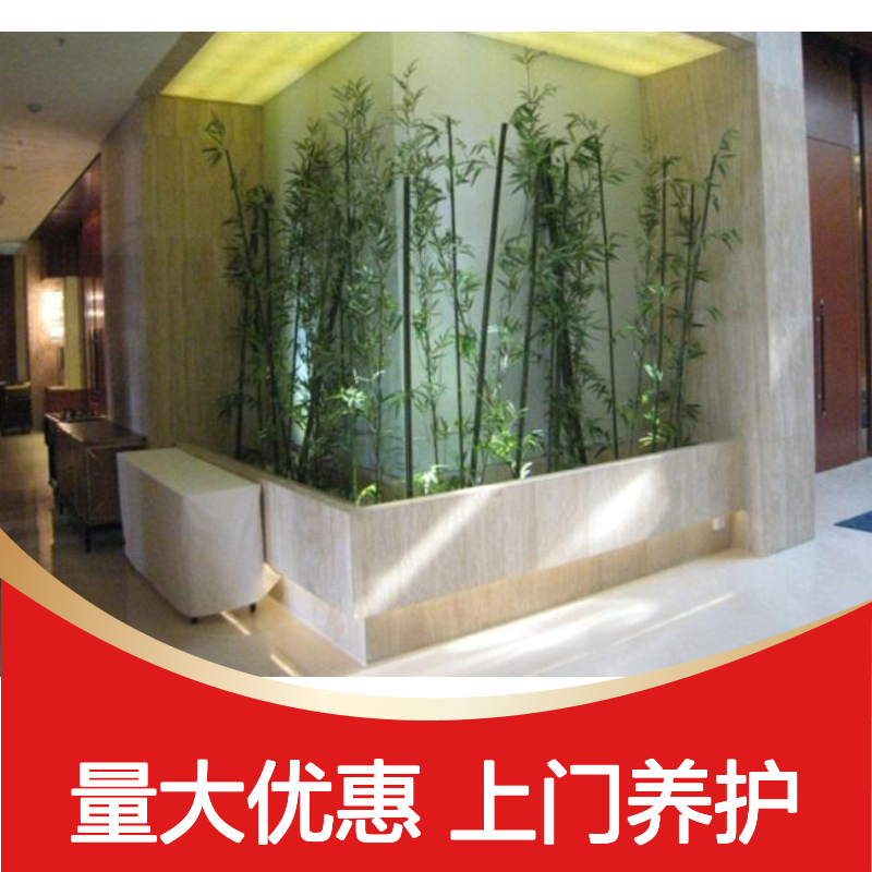 南韵竹风花木租赁 承接绿化工程 品种多样 成活率高