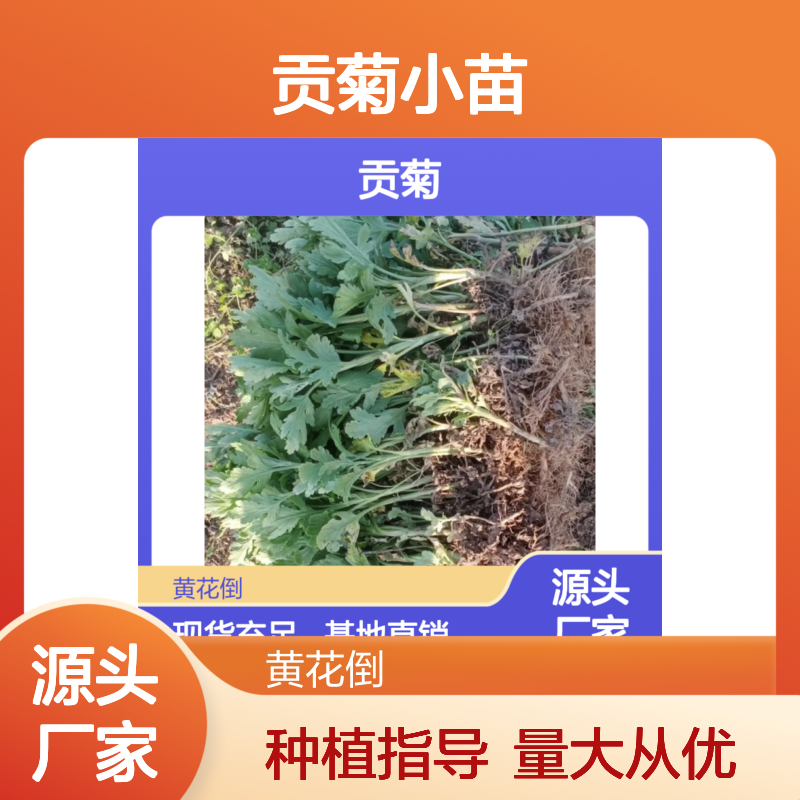 贡菊小苗基地直供品质优 实力雄厚 技术成熟 适应性强
