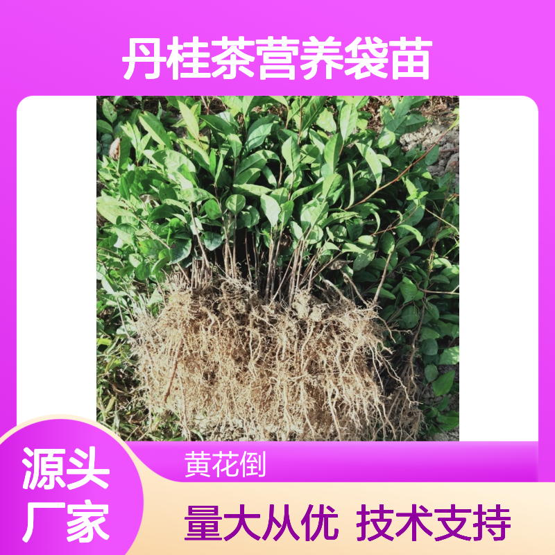 丹桂茶营养袋苗 产地直供带种植技术 品质上乘
