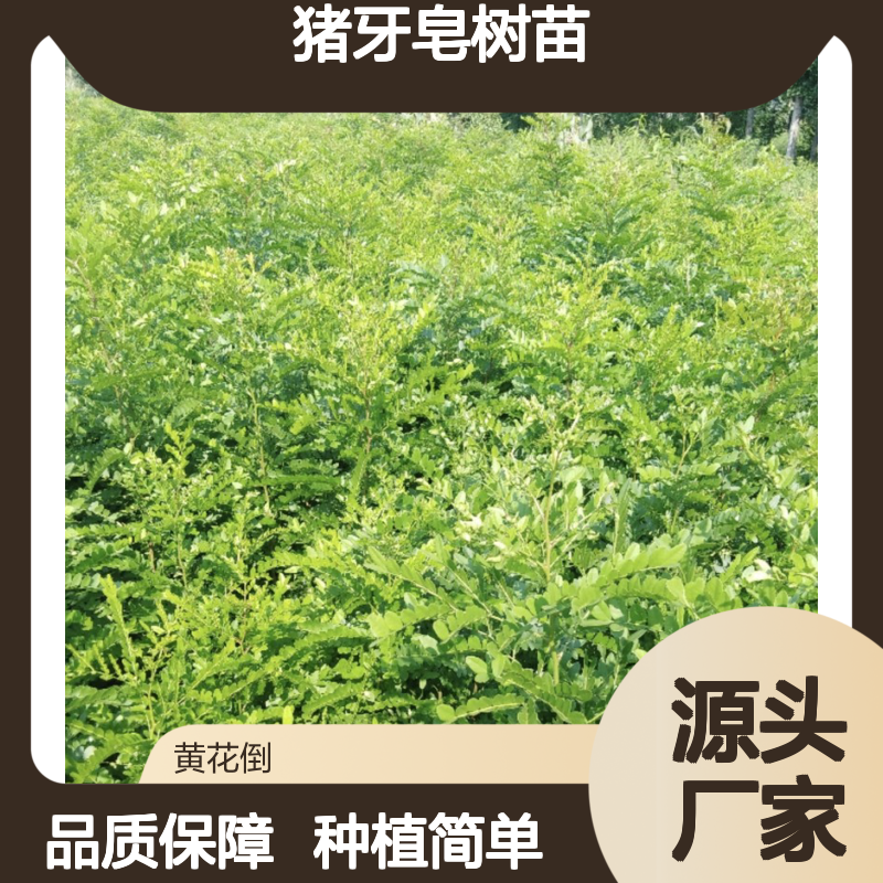 现起现发猪牙皂树苗 全国专线直达 生长迅速 适应性强