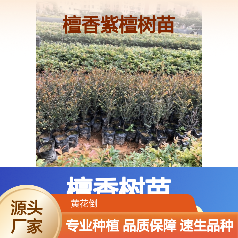 檀香树苗基地直供 优质檀香紫檀树苗 速生品种
