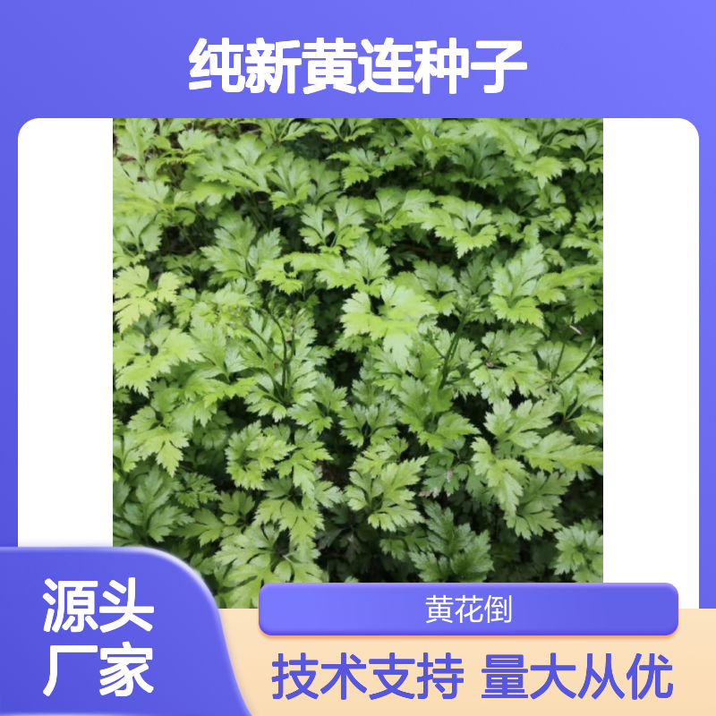 纯新黄连种子 栽种技术指导 高成活率 详细教程