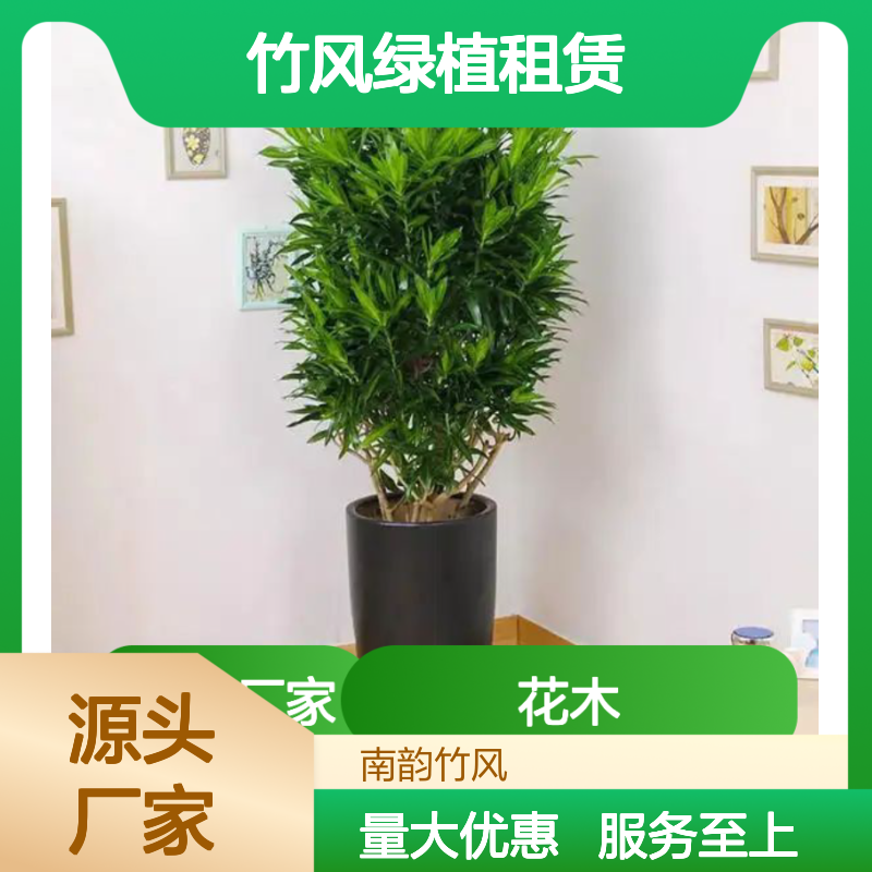 南韵竹风绿植租赁 厂家直供品种多 成活率高 售后完善