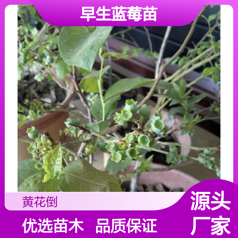 早生蓝莓苗 抗寒性强 适宜高寒山区 果实鲜美 种植简单