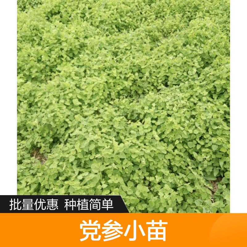党参小苗批发 多年生草本植物党参苗 耐寒耐旱