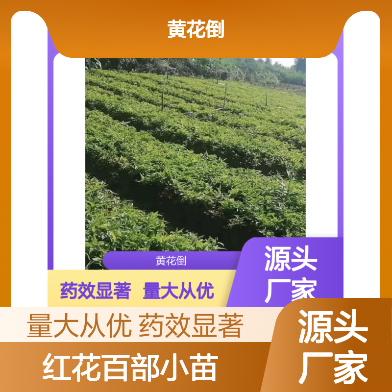 红花百部小苗 批发种植 药用植物 基地直供 品质优良