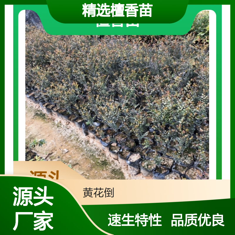 精选檀香苗 园林种植优选 耐热耐旱 通直树干 花黄果圆