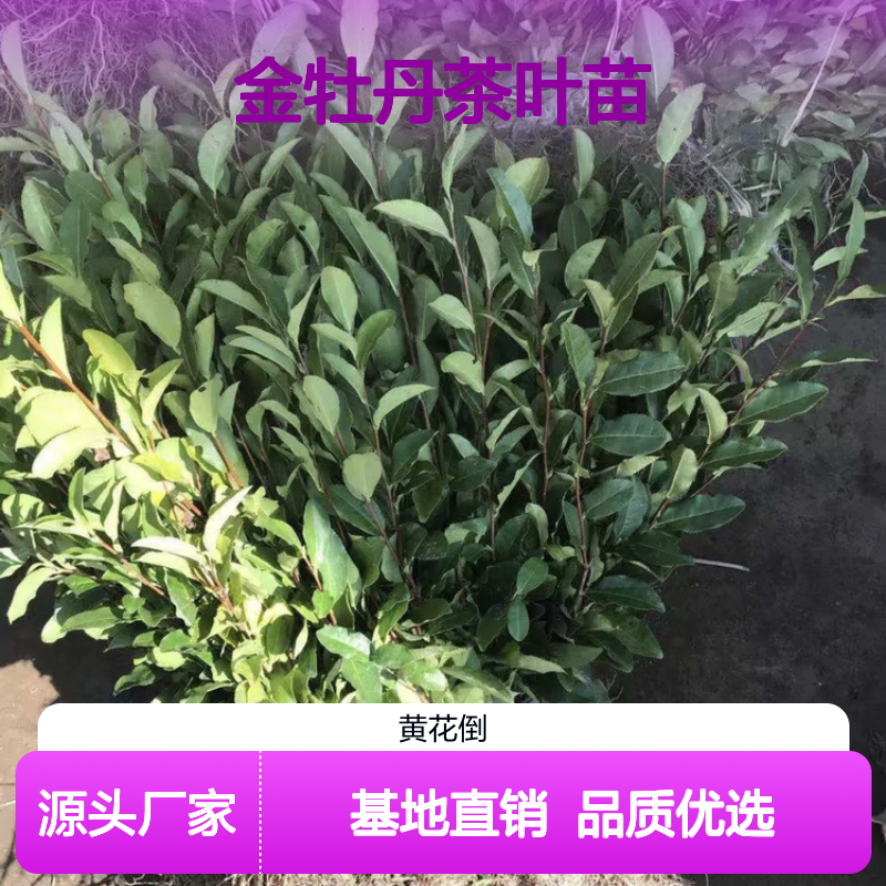 金牡丹茶叶苗 百亩基地直供 品质保证 种植专业