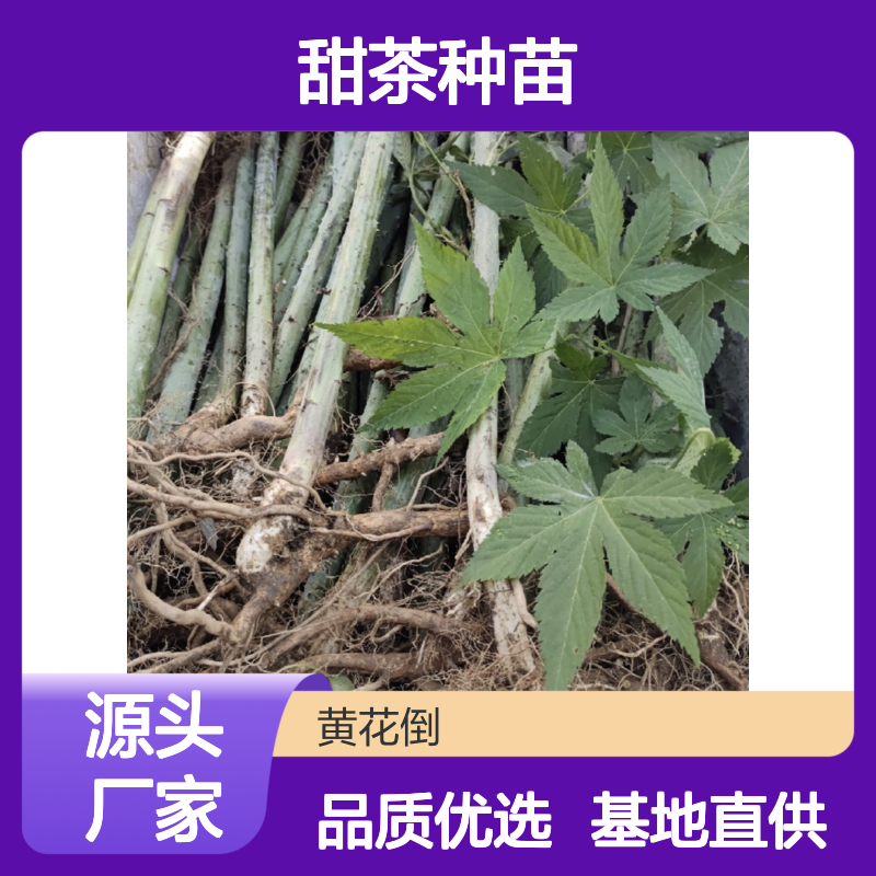 甜茶种苗 批发基地直供 优质分芽繁殖 管理简便