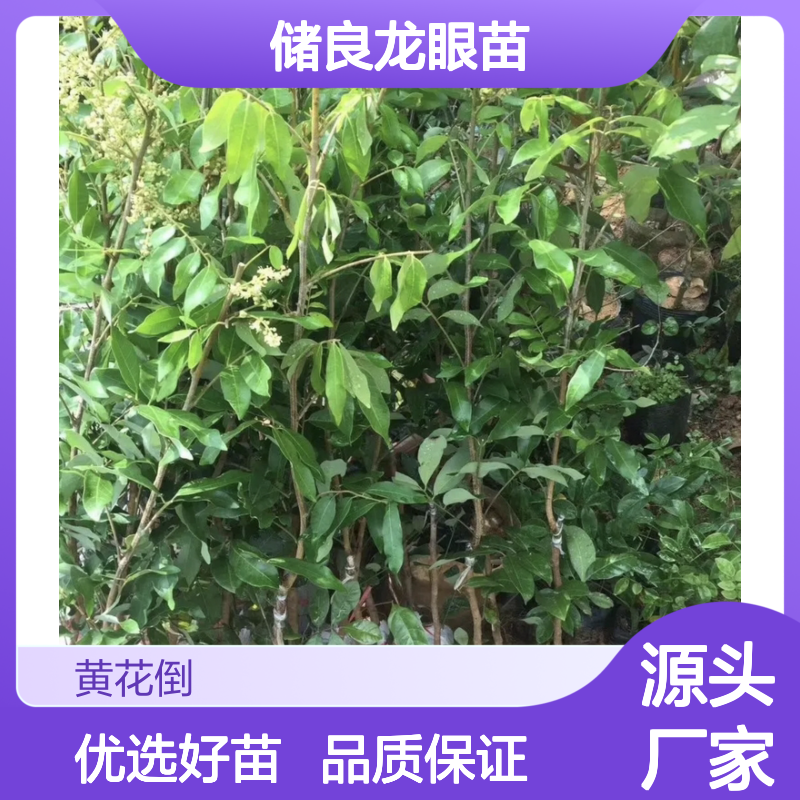 储良龙眼苗 基地直供 品质保证 高产稳产 口感极佳