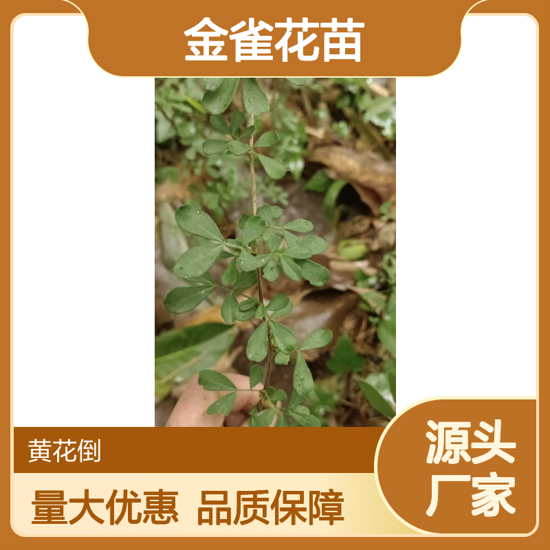 金雀花苗批发 常绿灌木 金雀花种植园供应 枝繁叶茂