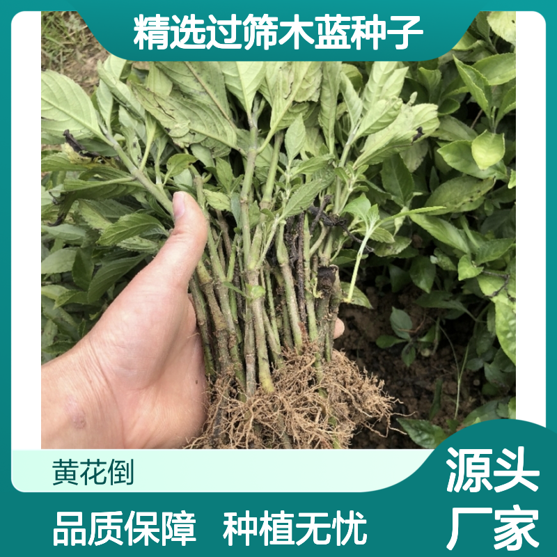 精选过筛木蓝种子 产地直供技术指导 生长旺盛