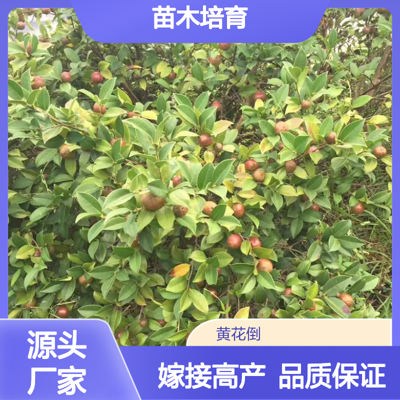 画头拍长林4号高产嫁接油茶苗 果大皮薄 一手货源