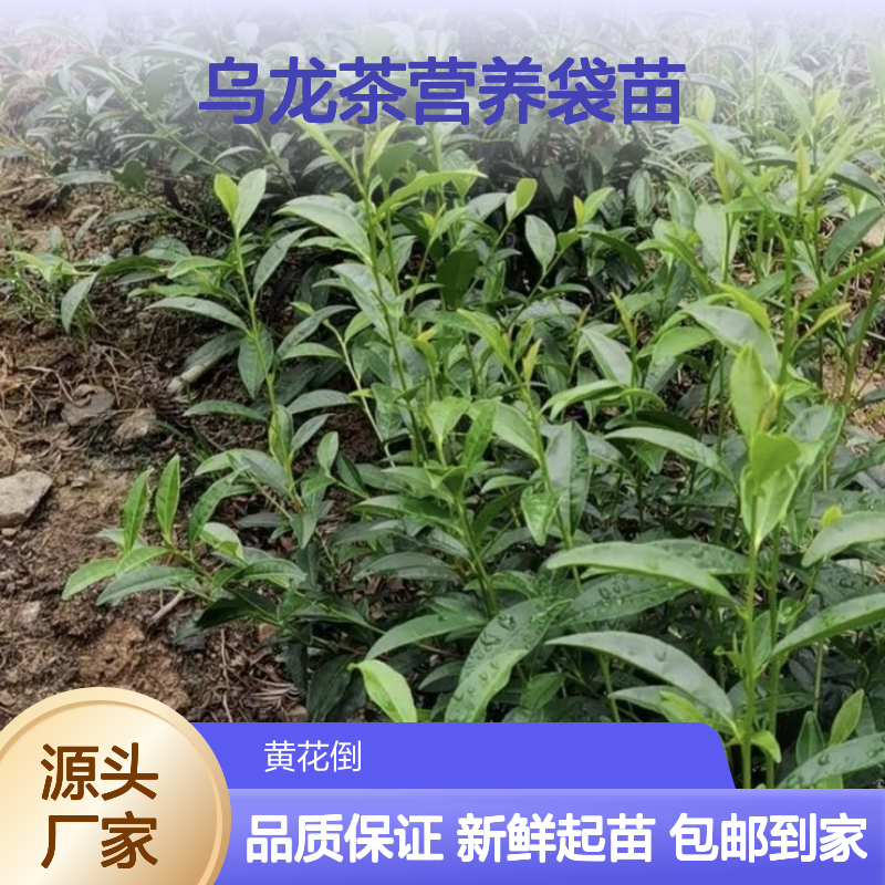 现起现发软枝乌龙茶营养袋苗 送货上门包邮欢迎来电洽谈经验分享