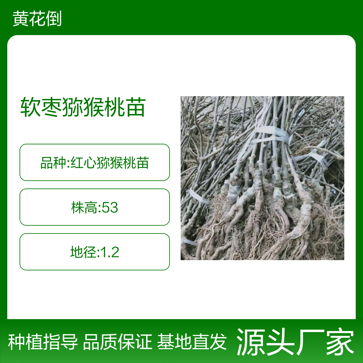 软枣猕猴桃苗 基地直供 批发优选 品种纯正 生长旺盛
