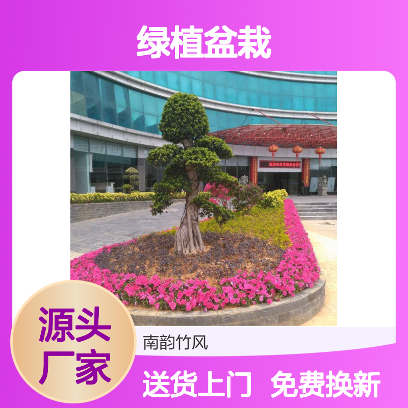 绿植盆栽 福永‘公司’绿植租摆 实体花店专业服务 品种丰富
