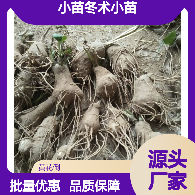 冬术种植基地 优质小苗批发 繁育技术成熟 生长旺盛