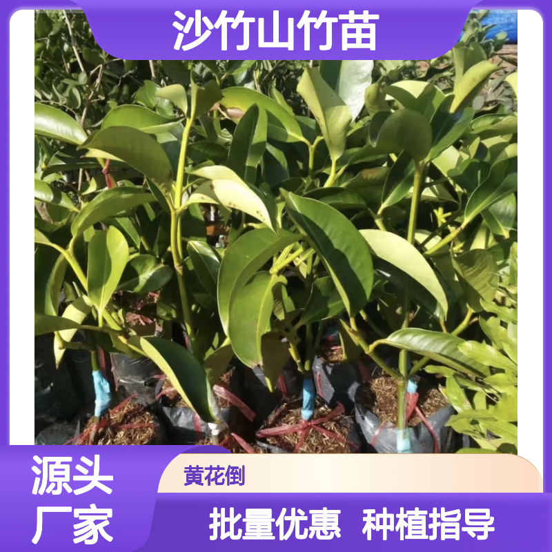 沙竹山竹苗 百亩种植园直供 品质保证 生长旺盛